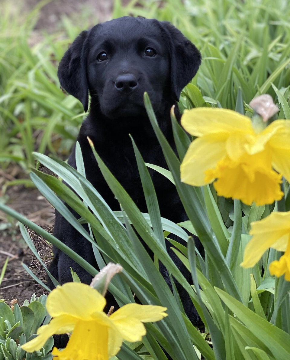 Labrador unterwegs