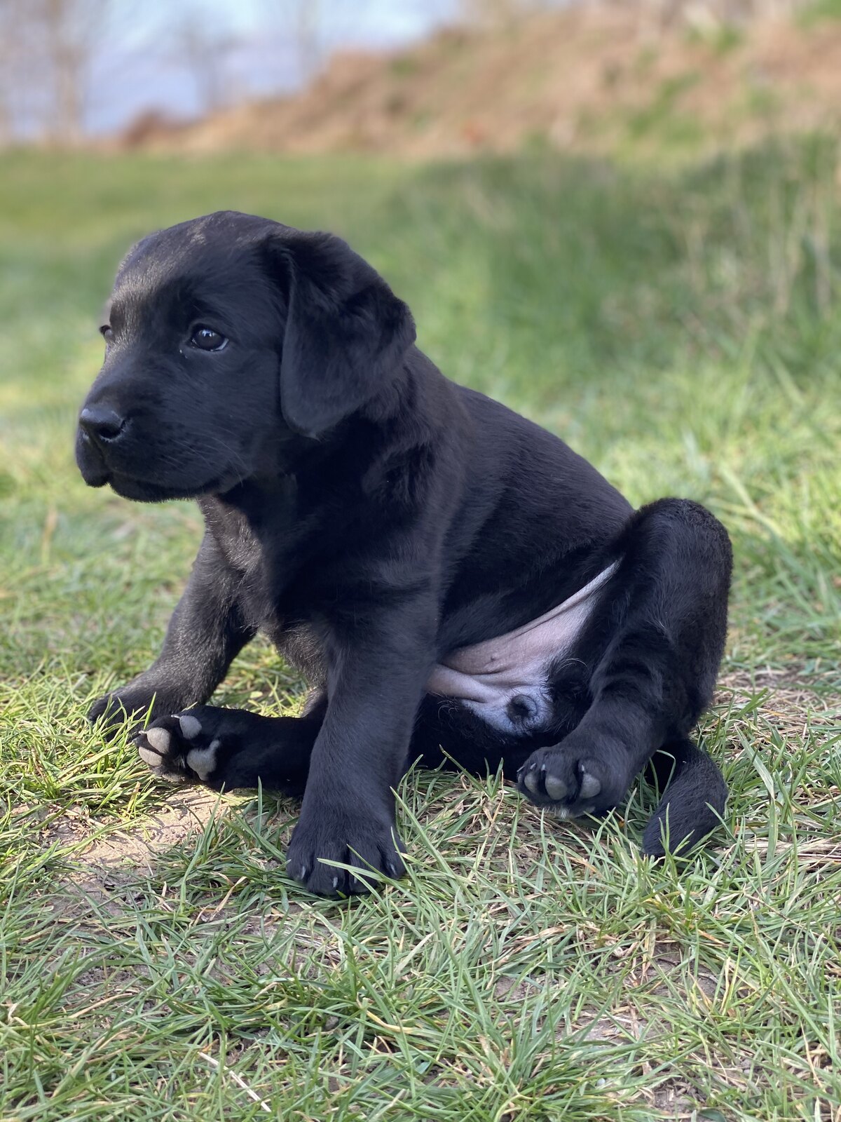 Labrador-Porträt