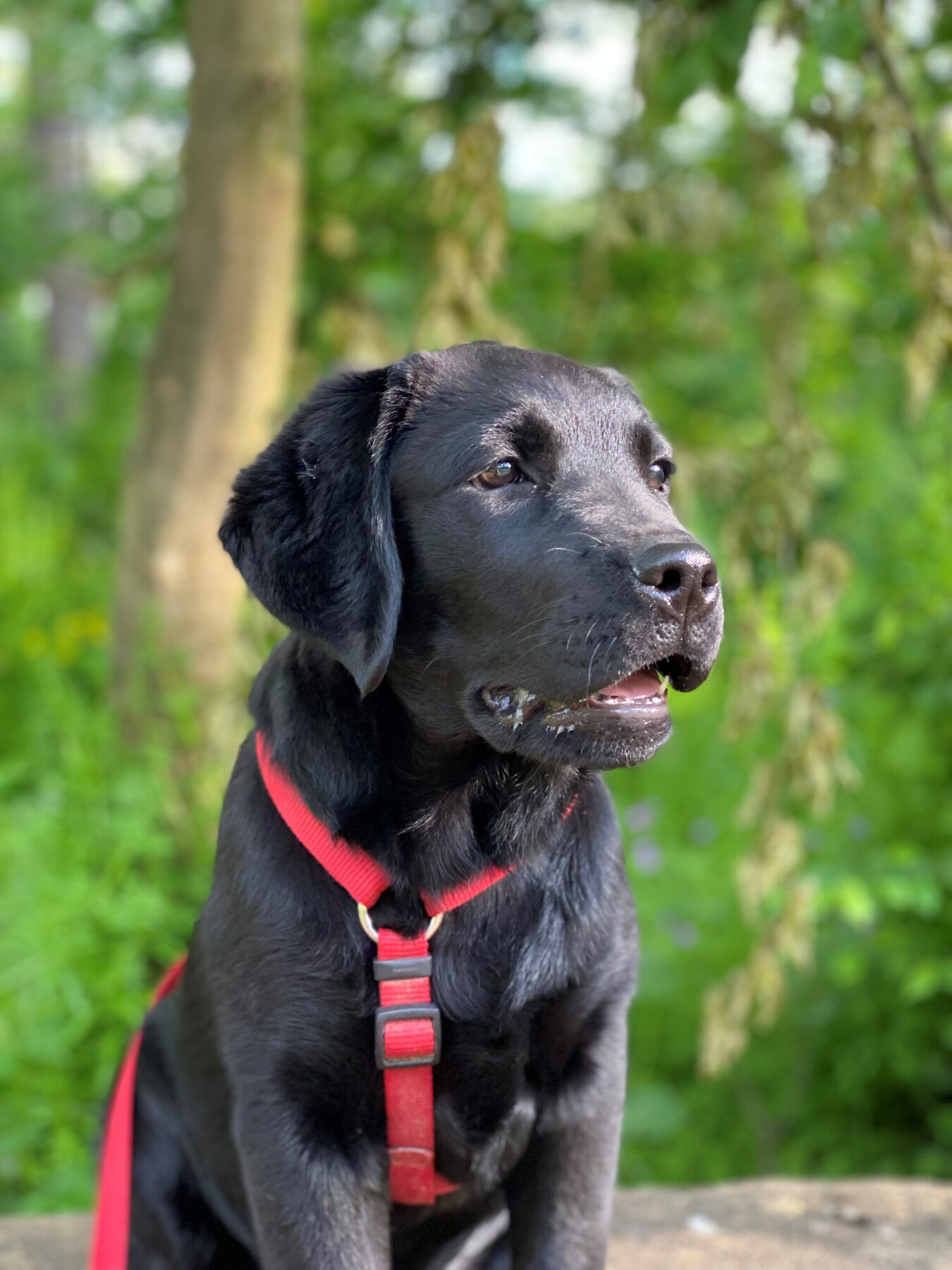 Schwarzer Labrador Luna im Grünen