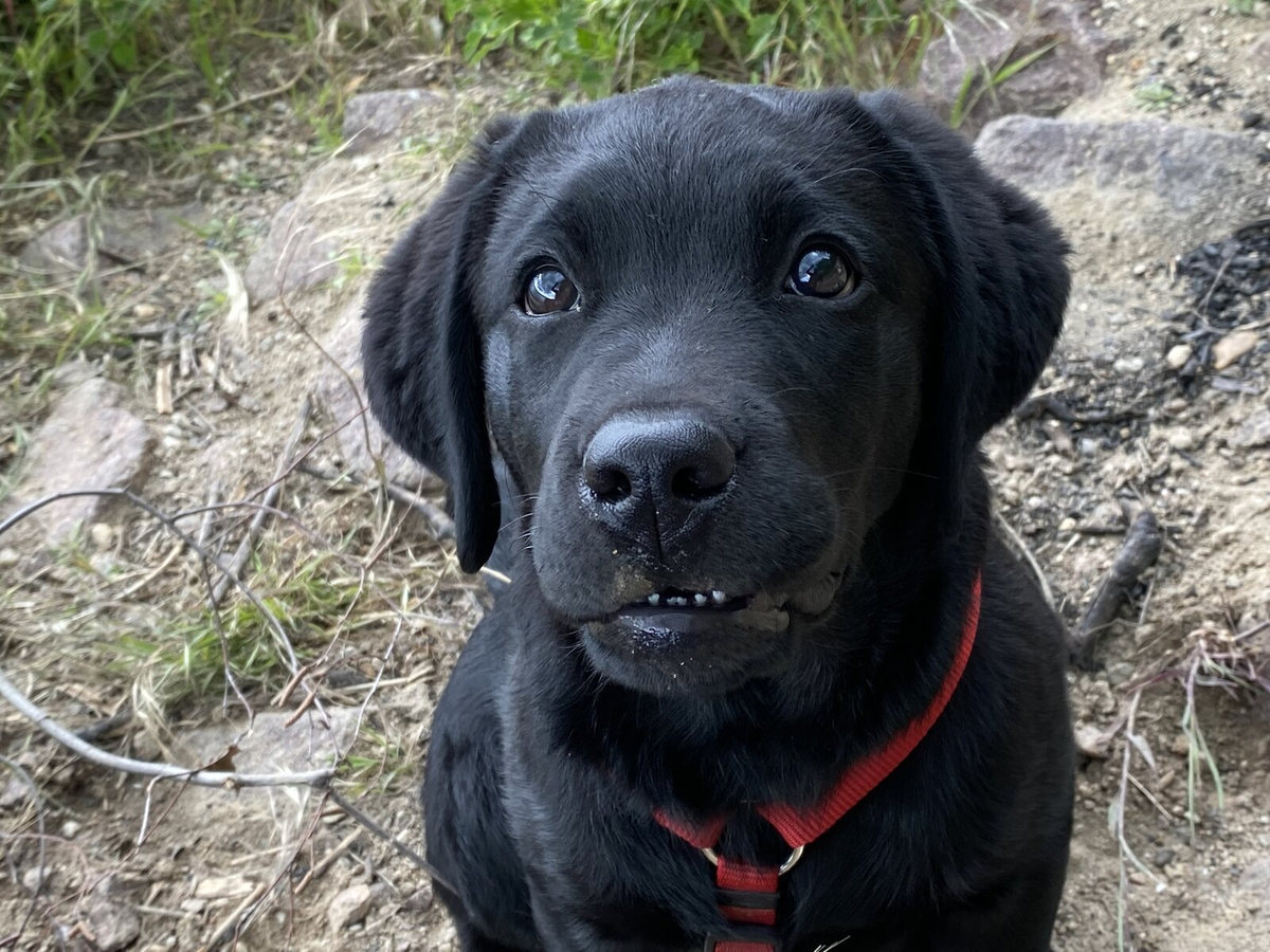 Luna als junger Labrador