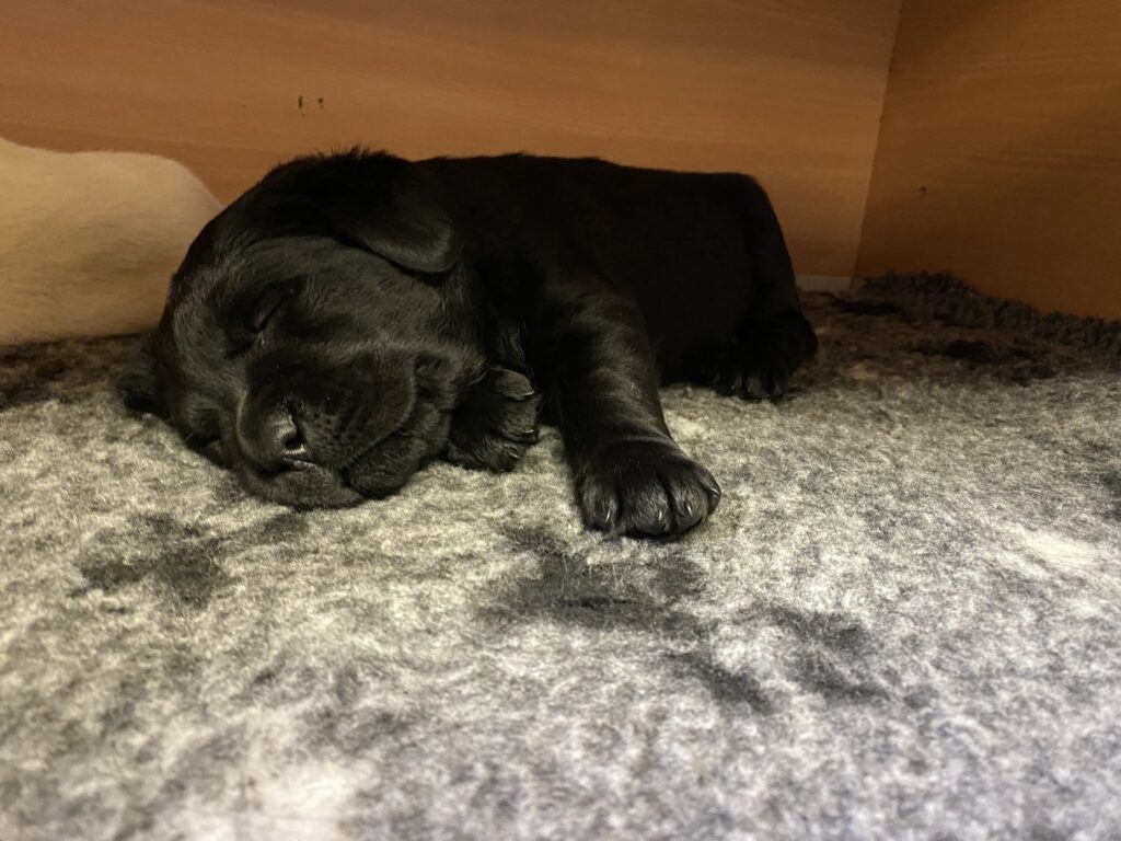 Luna als junger schwarzer Labrador beim Schlafen