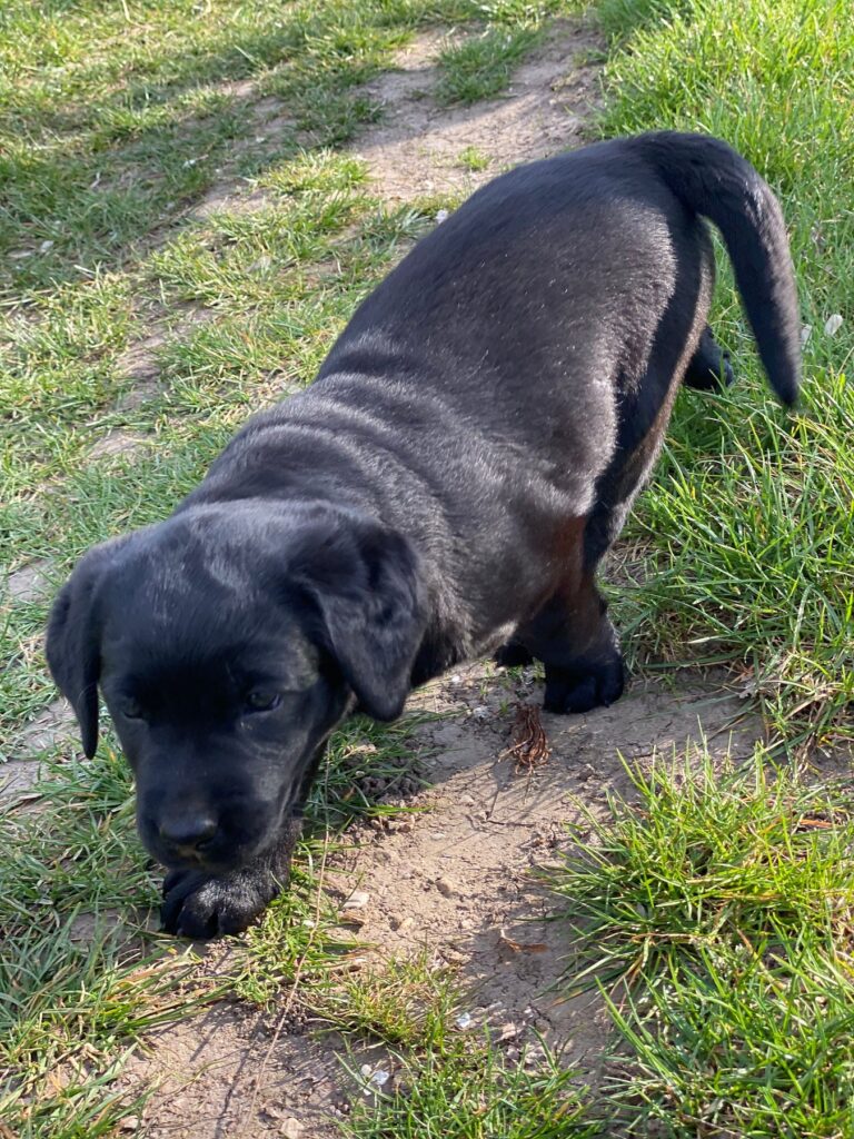 Junge Labrador-Hündin Luna erkundet den Weg