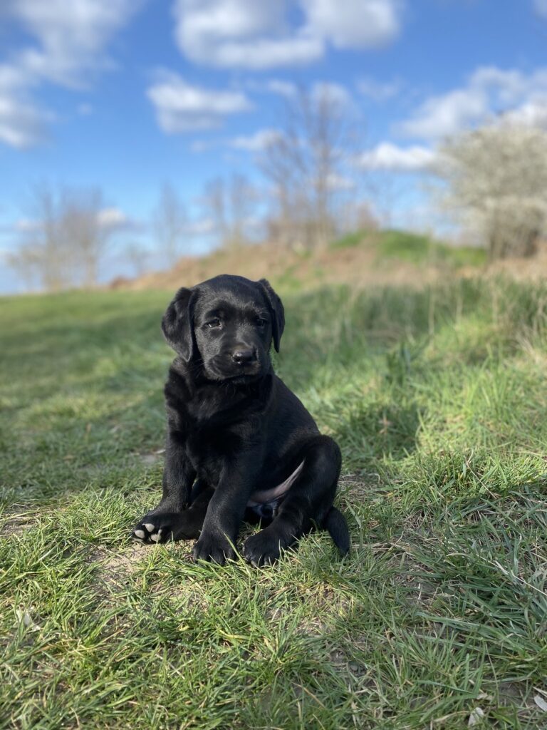 Junge Labrador-Hündin Luna auf einer grünen Wiese