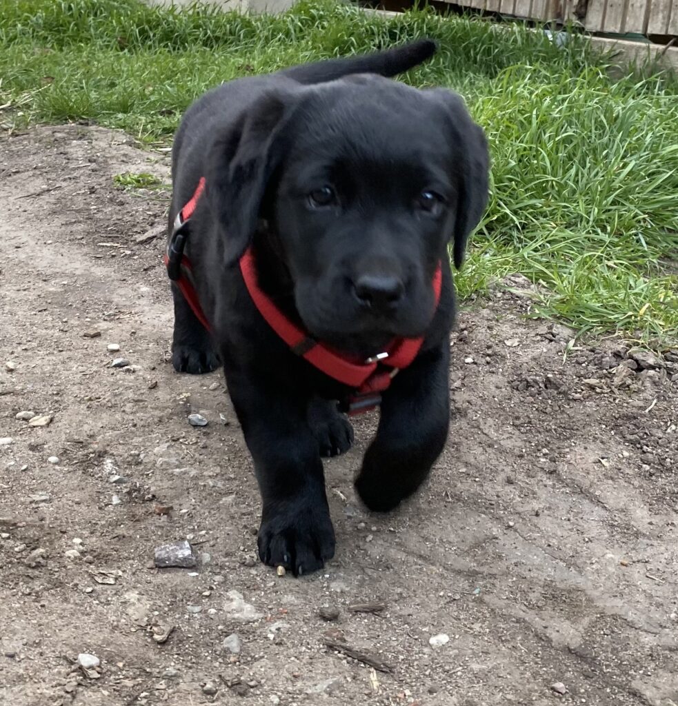 Junge schwarze Labrador-Hündin Luna mit rotem Geschirr