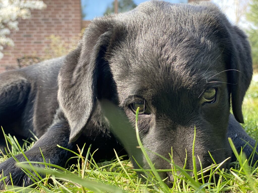 Junge schwarze Labrador-Hündin Luna liegt im Gras