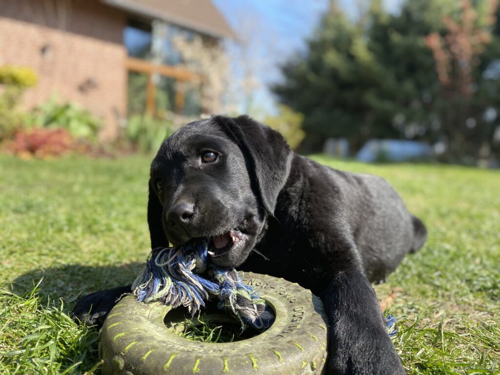Junge Labrador-Hündin Luna spielt draußen