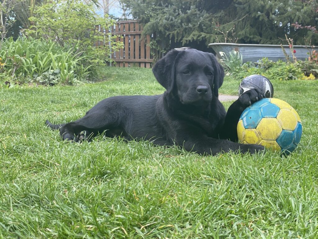 Luna liegt mit einem Ball im Garten