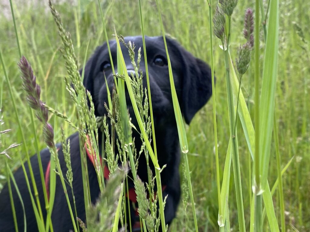 Schwarze Labrador-Hündin Luna zwischen hohem Gras