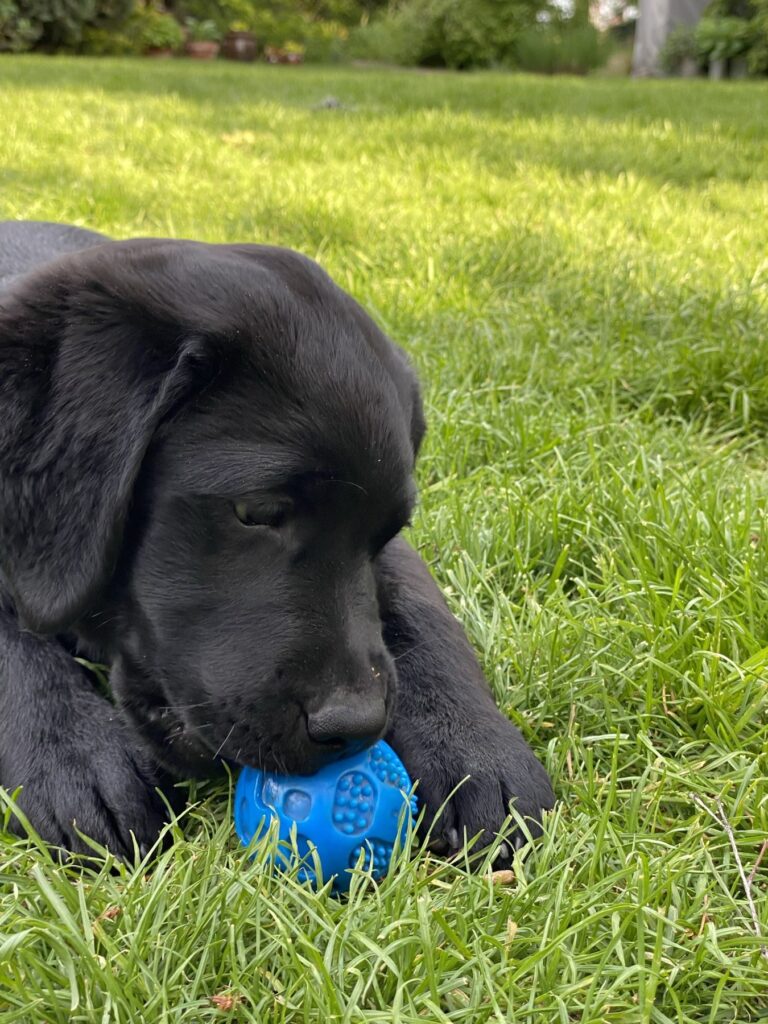 Junge Labrador-Hündin Luna mit blauem Spielzeug im Gras