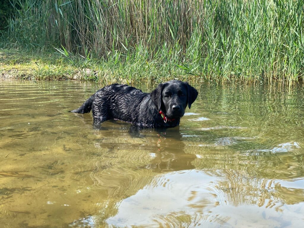 Schwarze Labrador-Hündin Luna steht im flachen Wasser