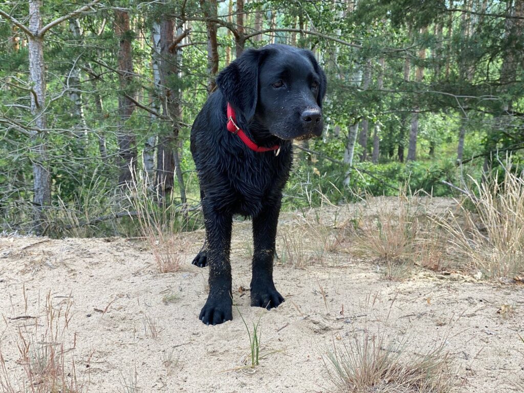 Schwarze Labrador-Hündin Luna auf sandigem Untergrund