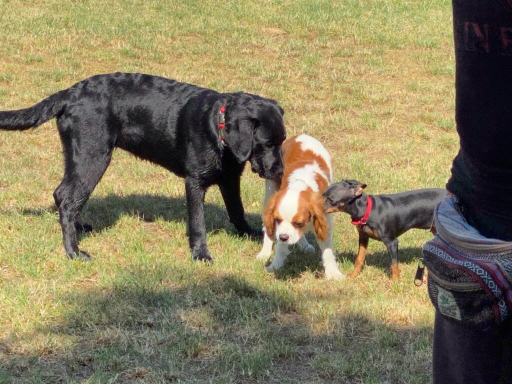 Luna begegnet einem anderen Hund im Freien