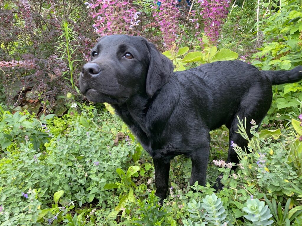 Schwarze Labrador-Hündin Luna zwischen blühenden Pflanzen