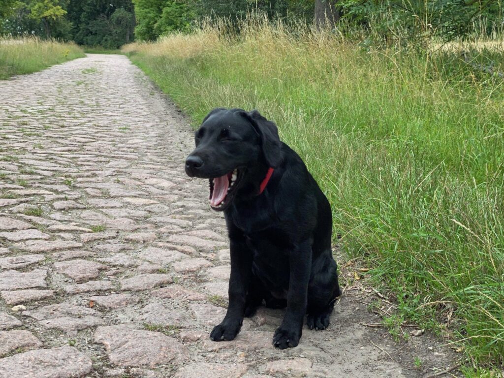 Schwarze Labrador-Hündin Luna auf einem Weg im Grünen