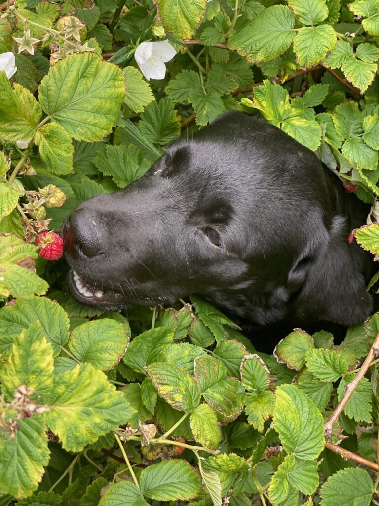 Schwarze Labrador-Hündin Luna schaut aus grünen Pflanzen
