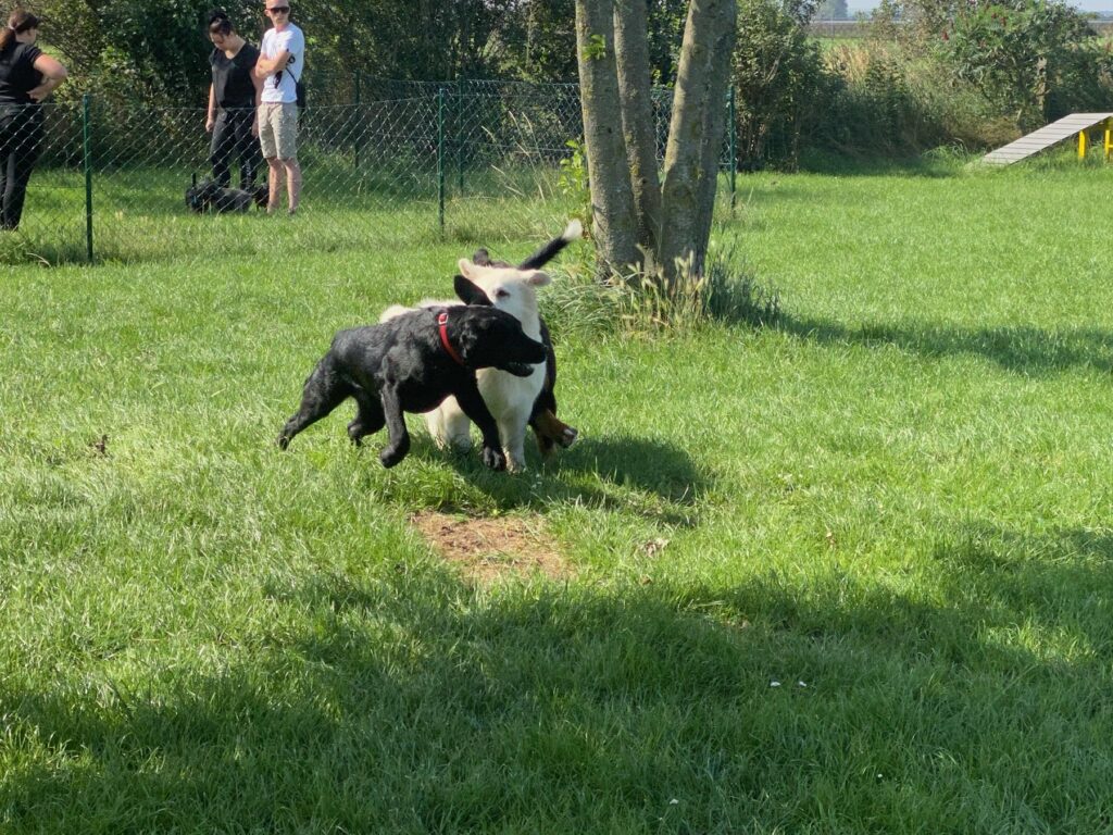 Luna spielt draußen mit einem anderen Hund