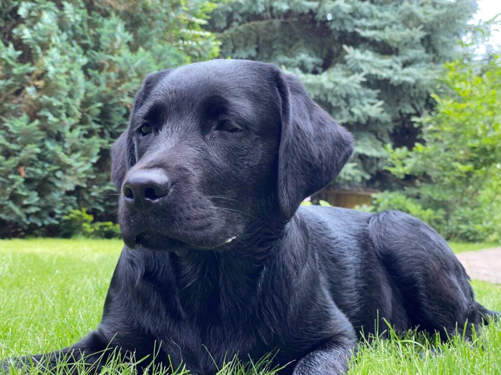 Schwarze Labrador-Hündin Luna liegt auf einer Wiese