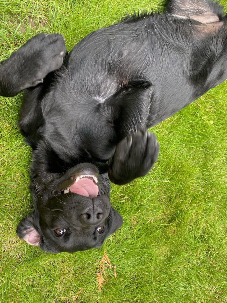 Luna spielt auf einer grünen Wiese