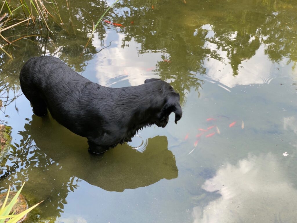 Schwarze Labrador-Hündin Luna im Wasser