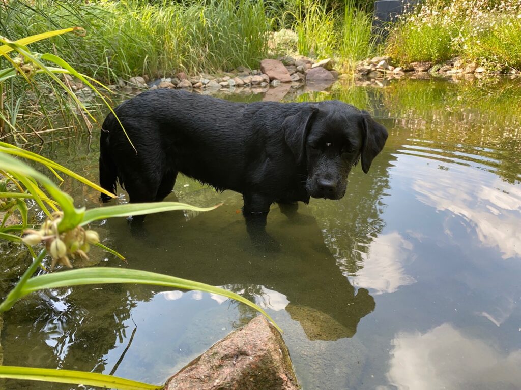 Luna steht im flachen Wasser