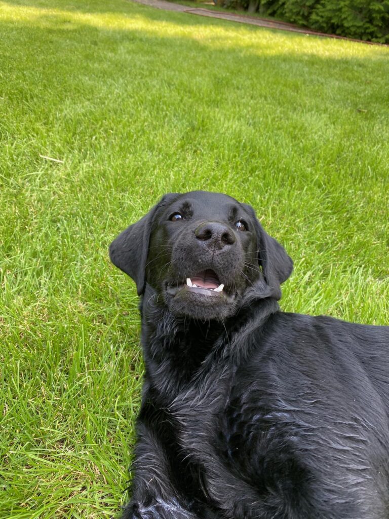 Schwarze Labrador-Hündin Luna sitzt auf einer grünen Wiese
