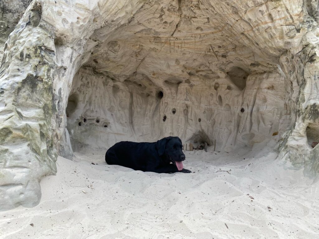 Schwarze Labrador-Hündin Luna ruht auf sandigem Untergrund