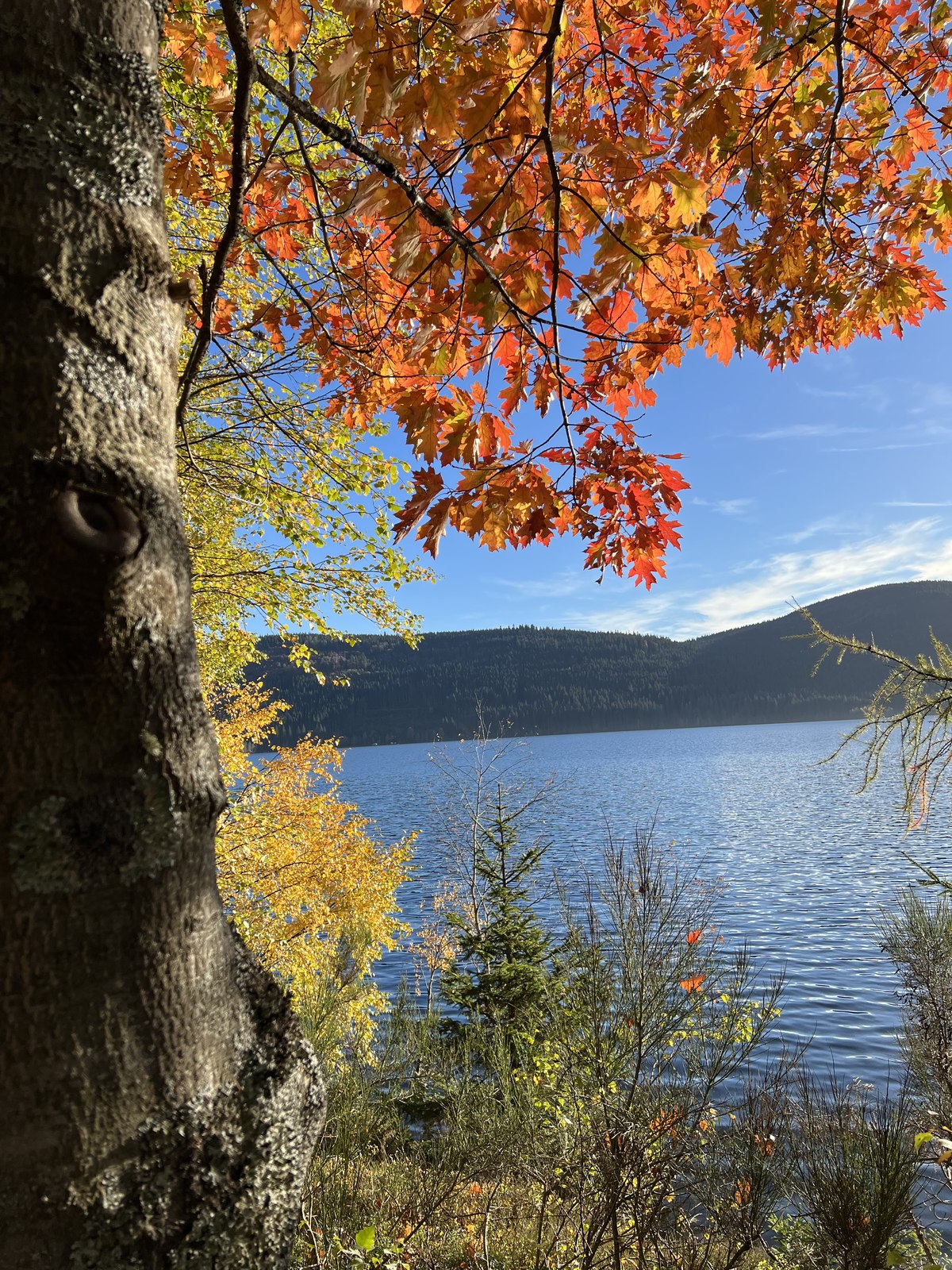 Herbstlaub und Blick auf den Schluchsee