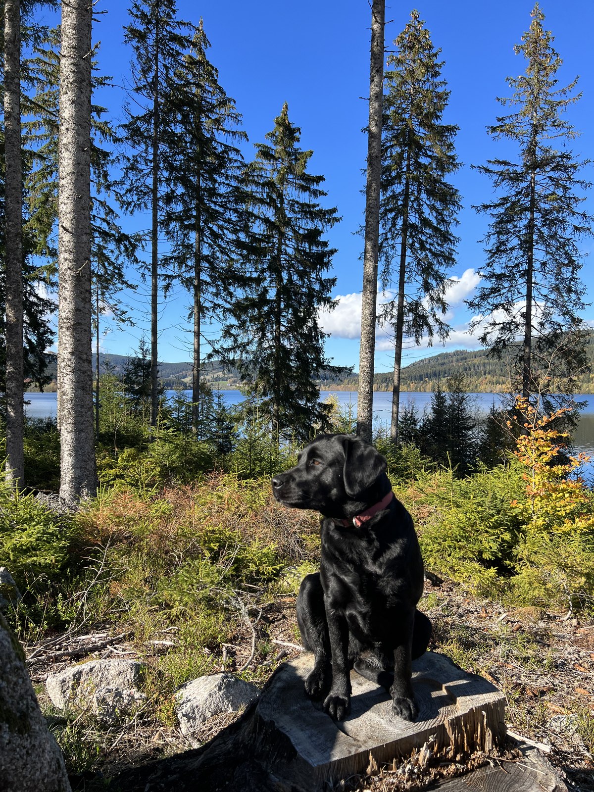 Luna an einem Aussichtspunkt am Schluchsee
