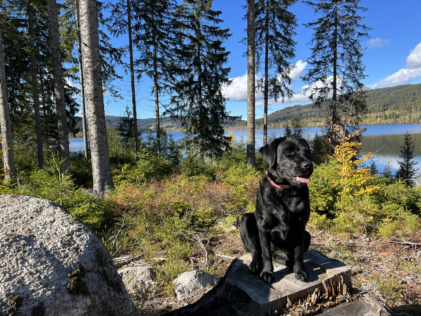 Luna zwischen Nadelbäumen über dem Schluchsee