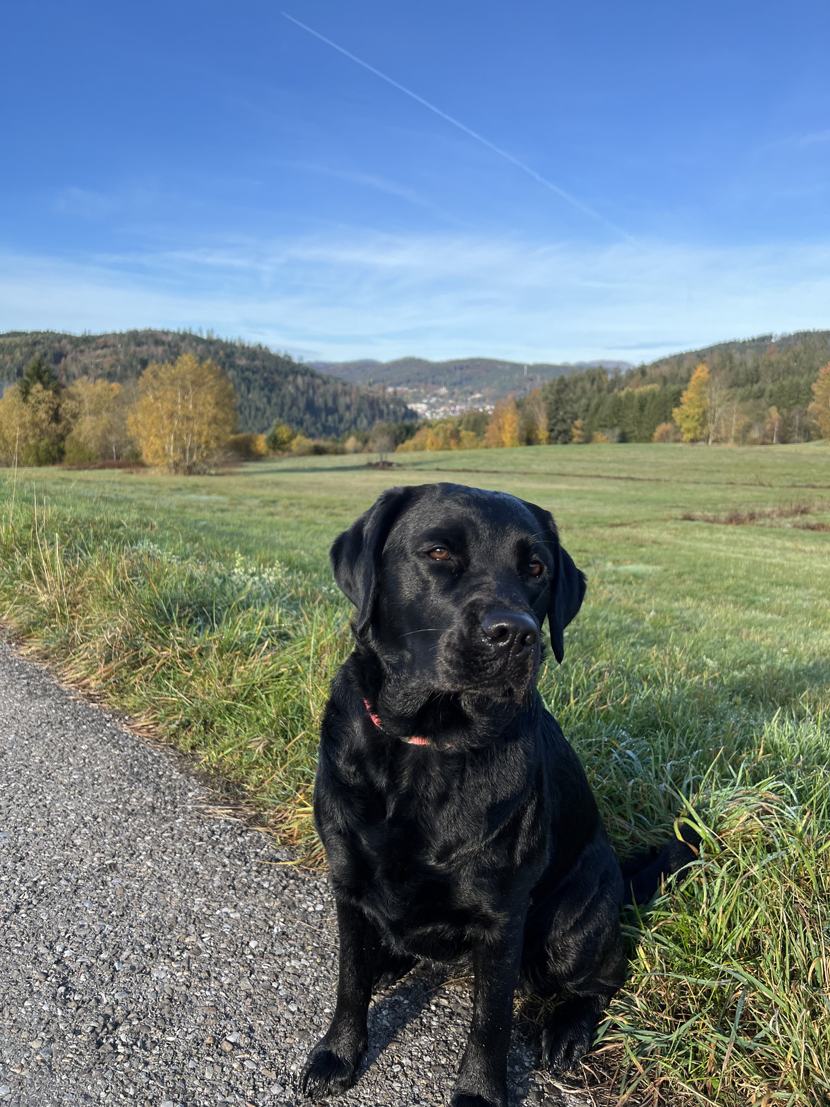 St. Blasien mit dem Dom zwischen Herbstbäumen