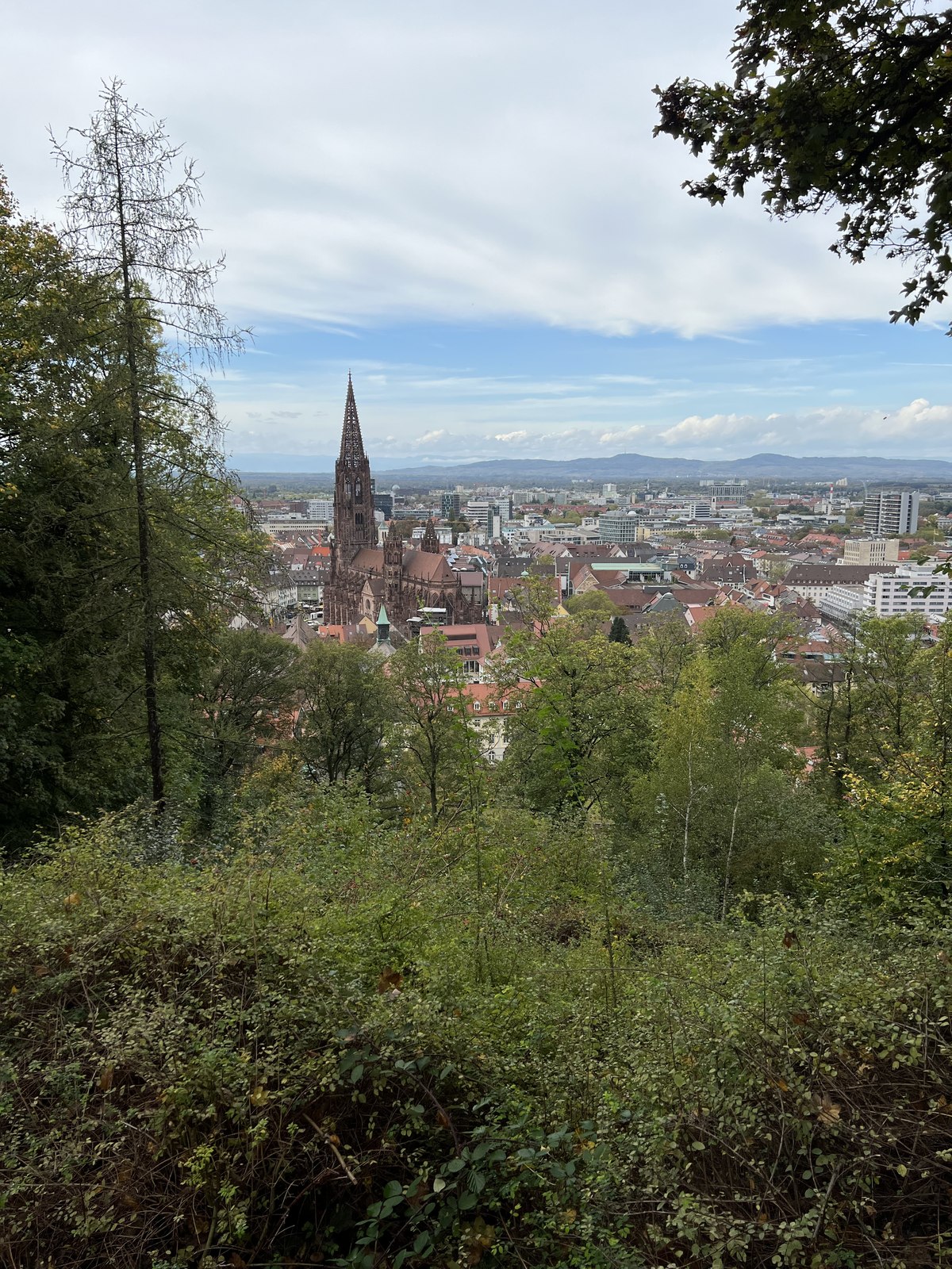 Ausblick auf Freiburg und den Münsterturm