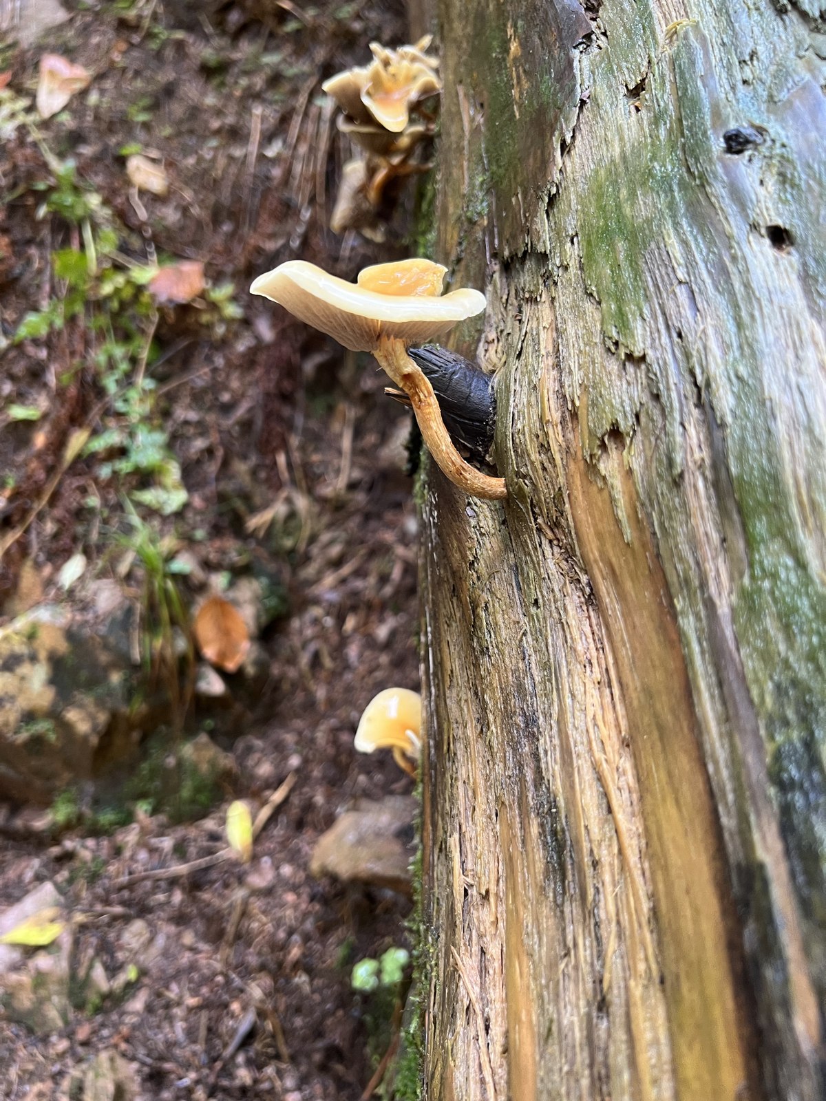 Pilze an einem morschen Baum im Schwarzwald