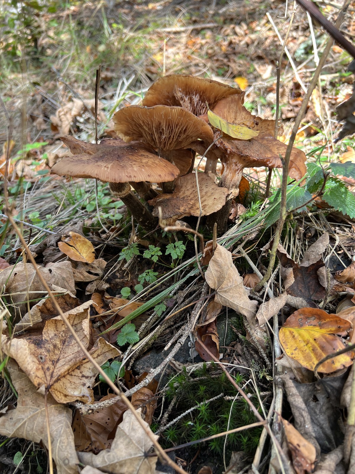 Herbstliche Pilzgruppe auf dem Waldboden