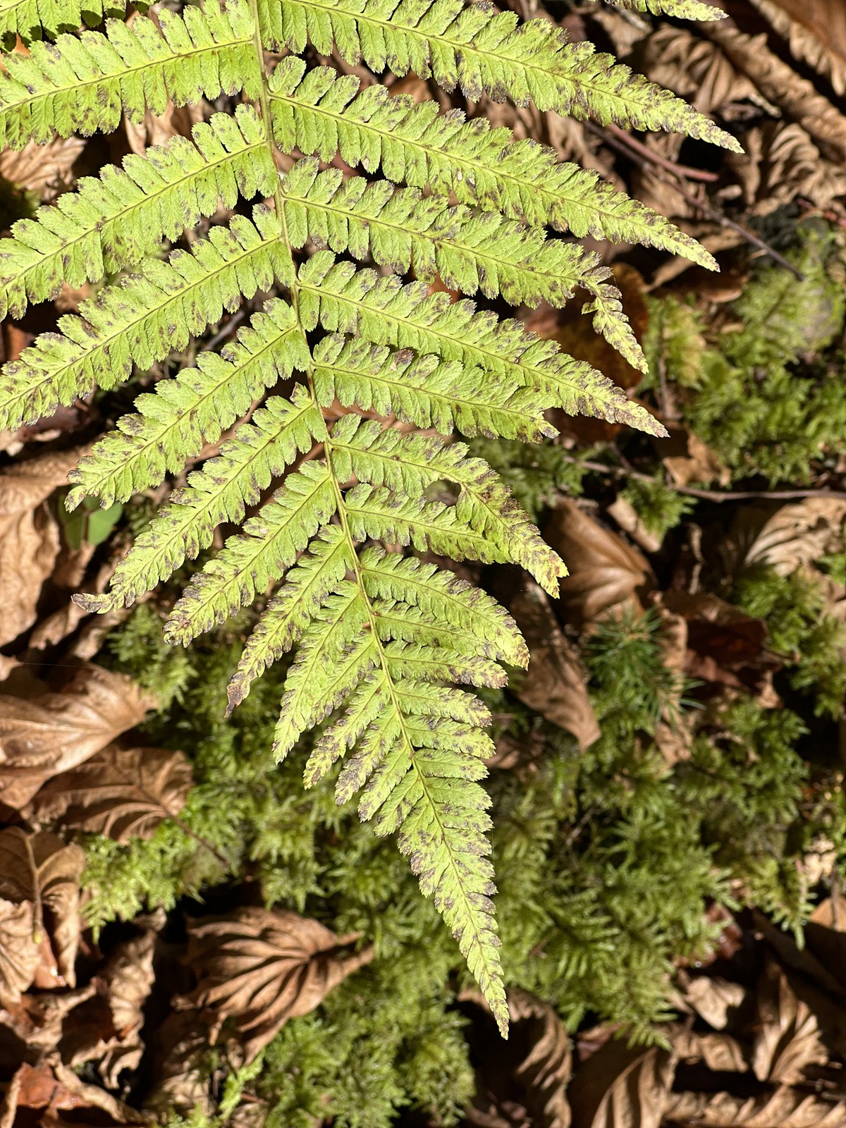 Farnblätter im Wald der Wutachregion