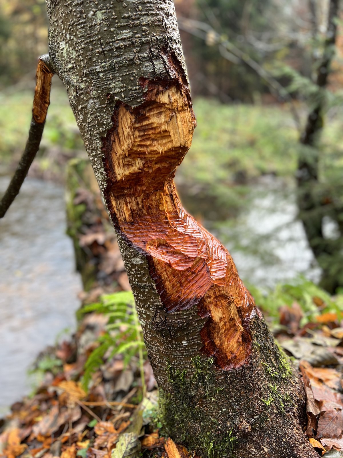 Von Wildtieren bearbeiteter Baumstamm im Wald