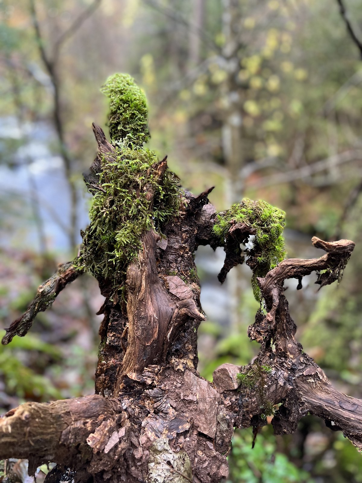 Moosbewachsener Baumstumpf im Herbstwald