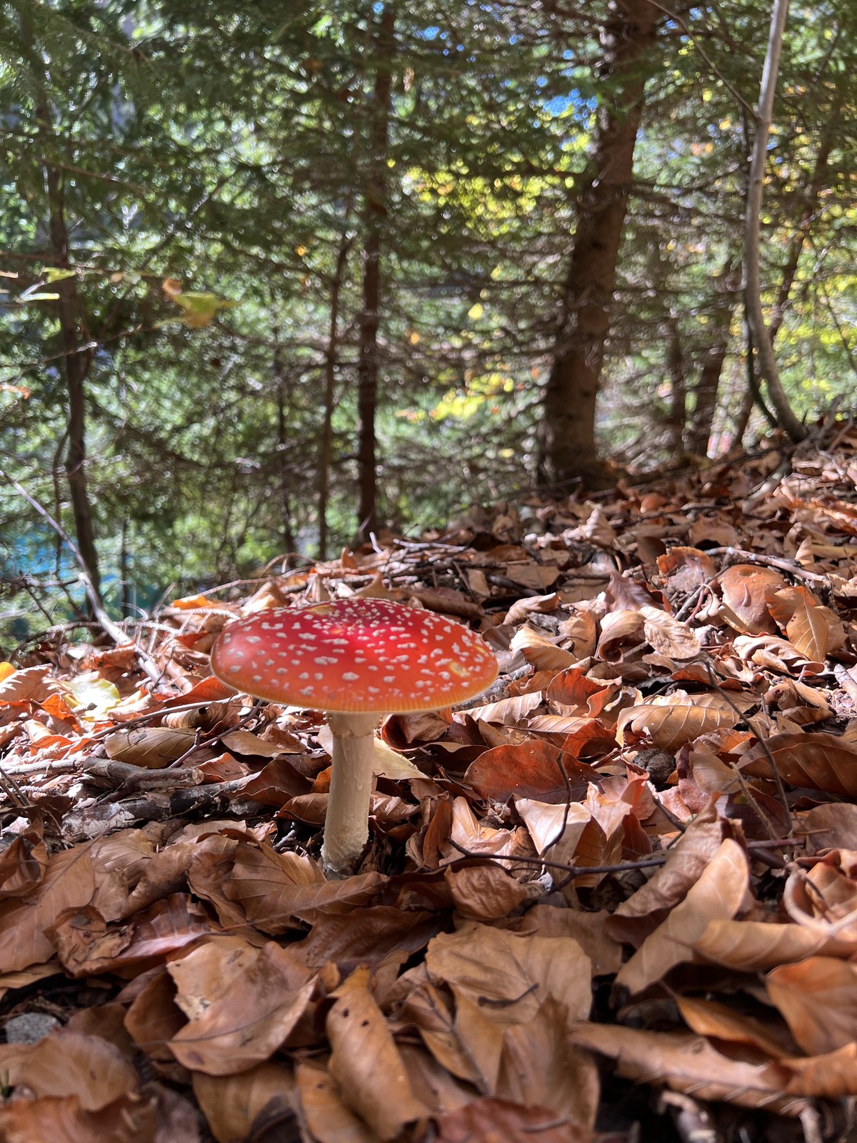 Roter Fliegenpilz im Herbstlaub