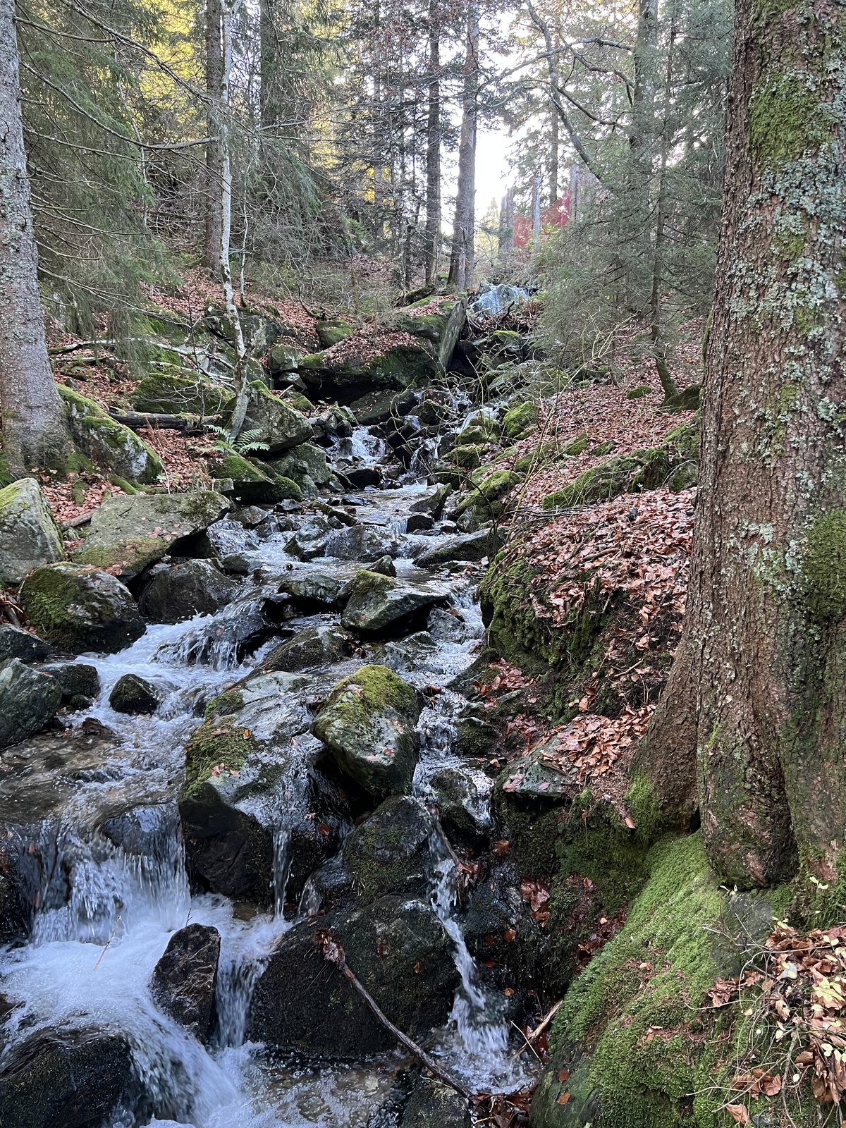 Waldbach mit kleinen Wasserfällen