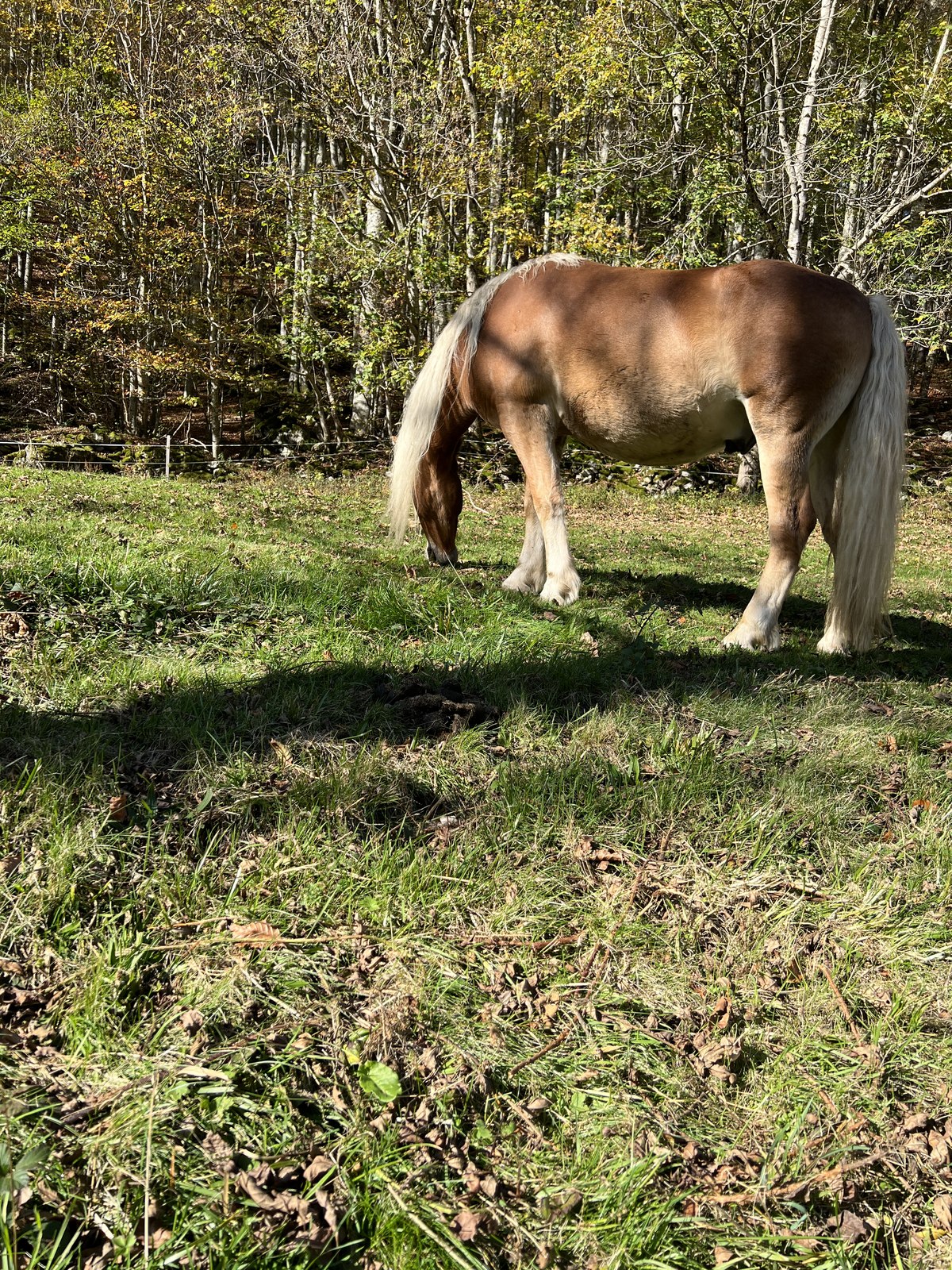 Weidendes Pony im Schwarzwald