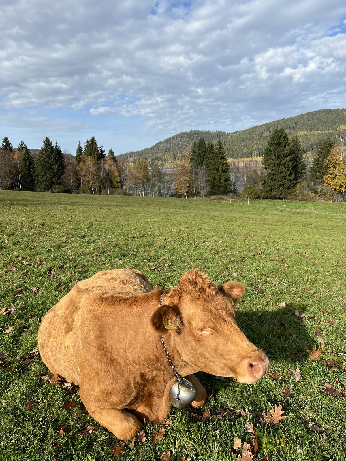 Rind auf einer Schwarzwaldwiese