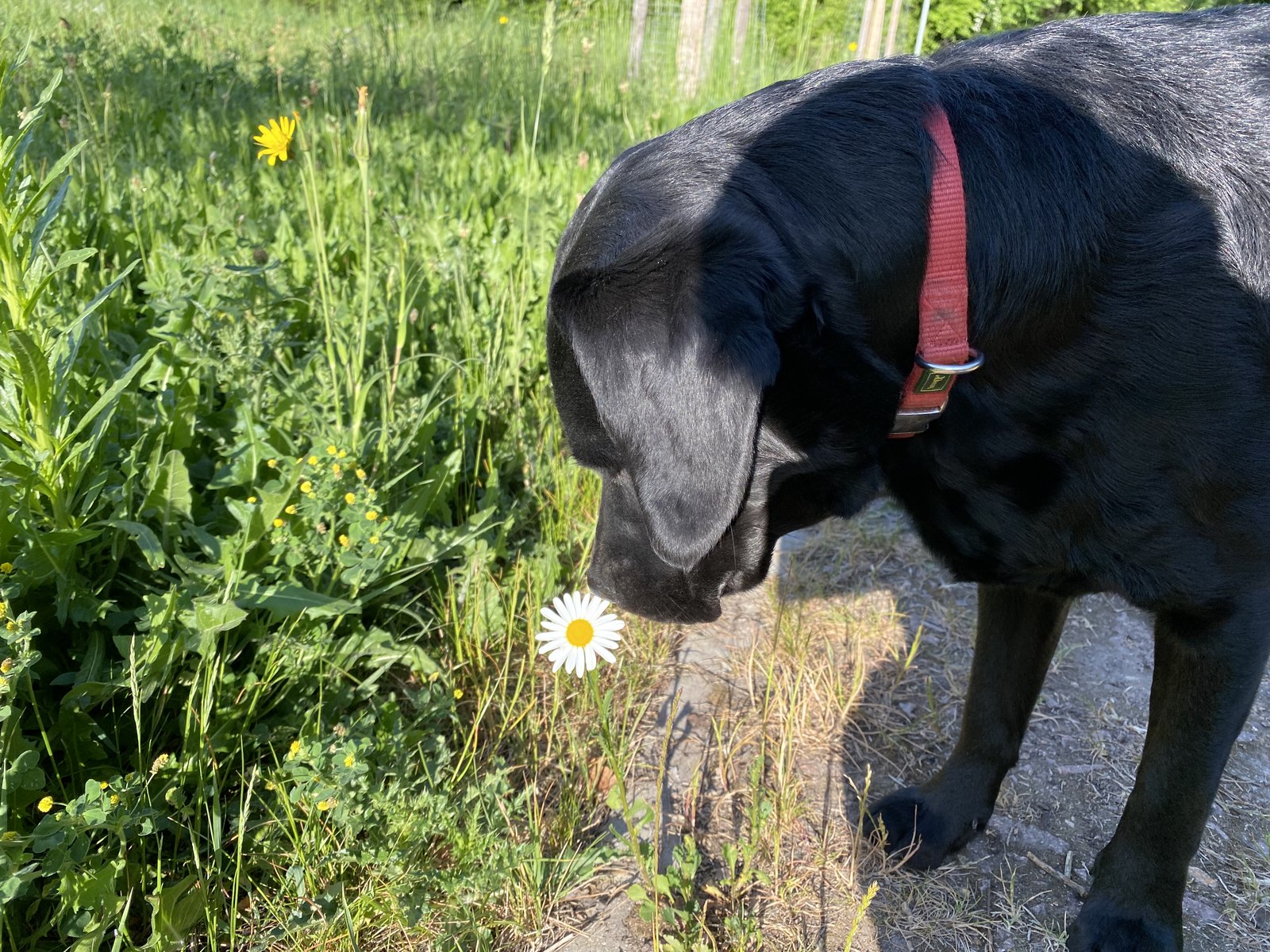 Luna auf einer blühenden Frühlingswiese