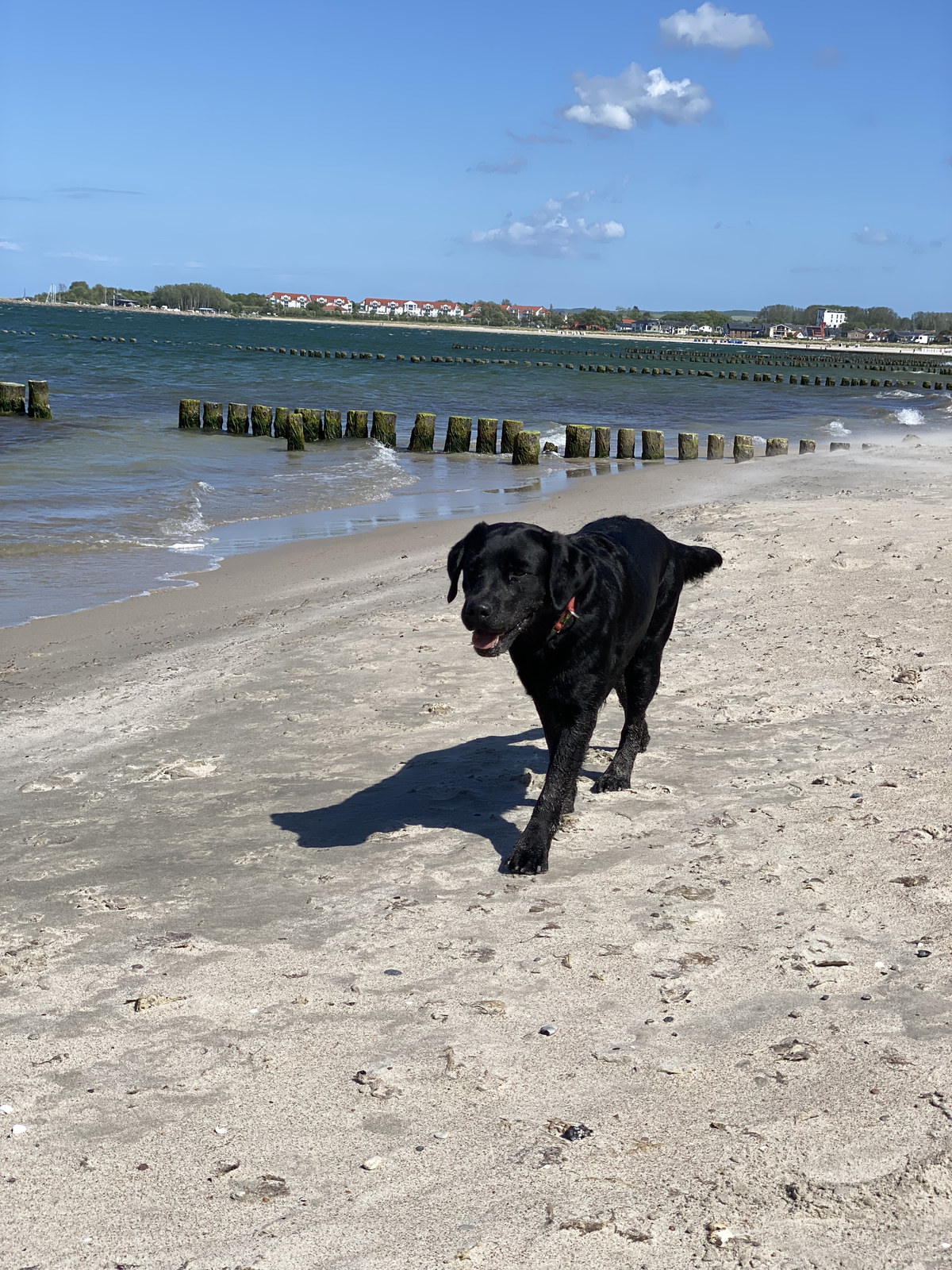 Luna läuft über einen Strand an der Schaabe