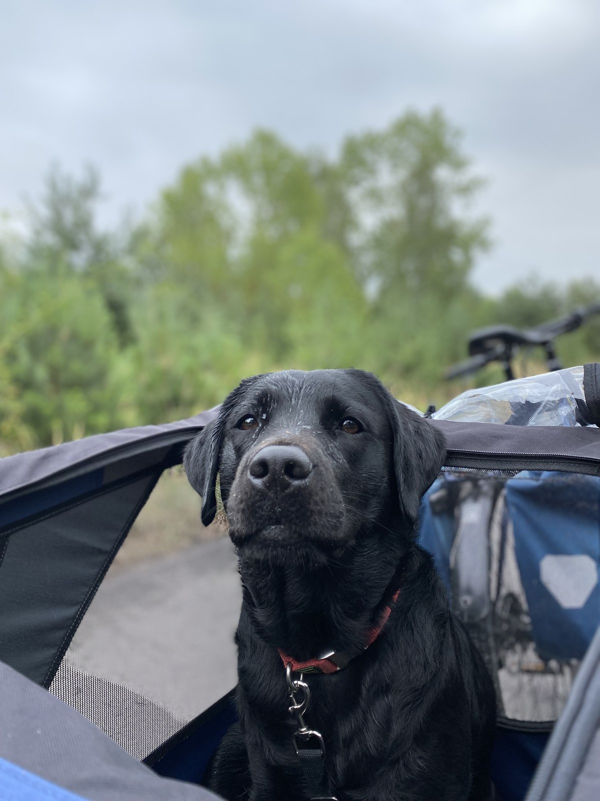 Luna macht Pause auf einem Ausflug an der Goitzsche