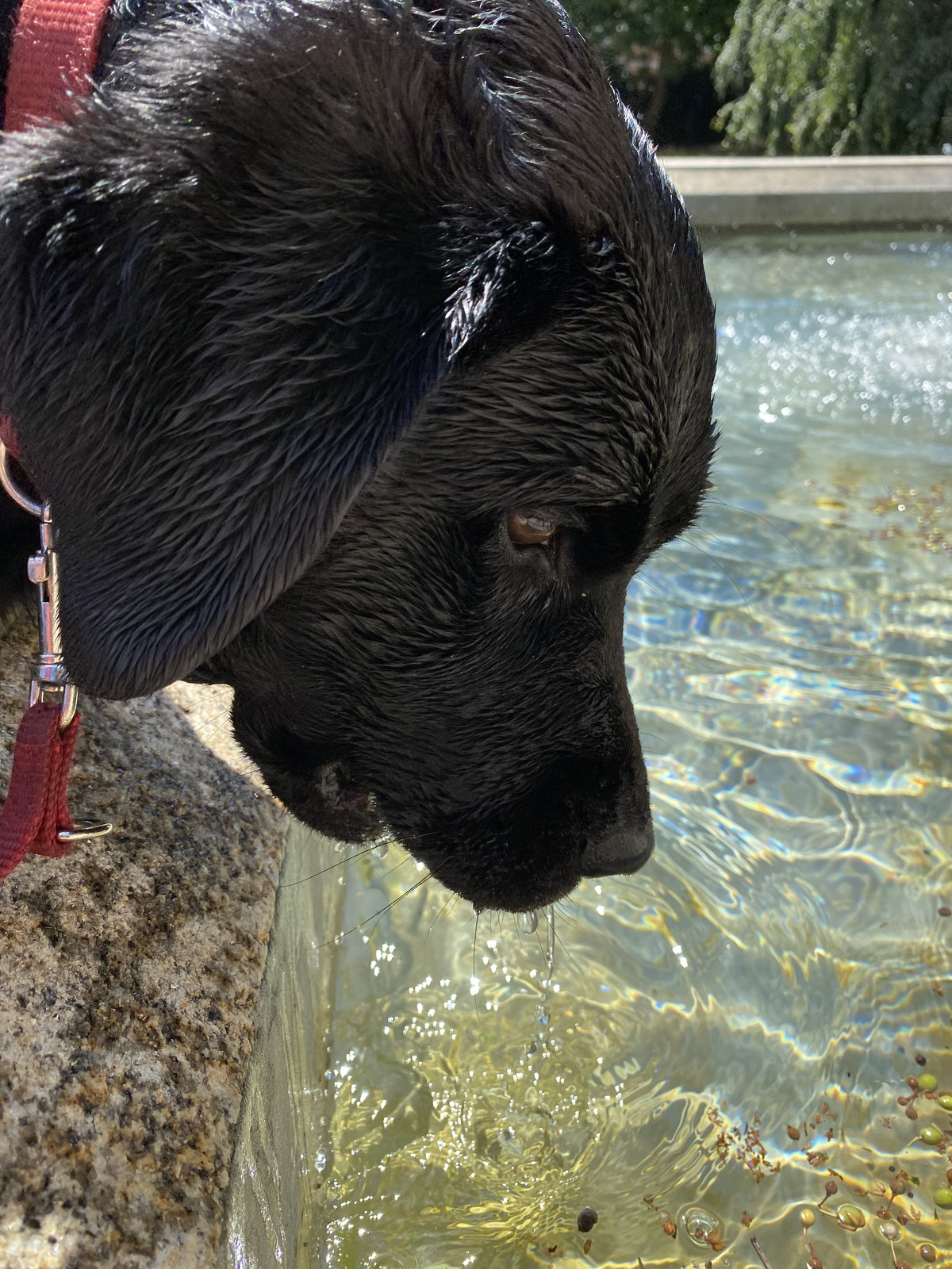 Luna betrachtet das Wasser eines Augsburger Brunnens