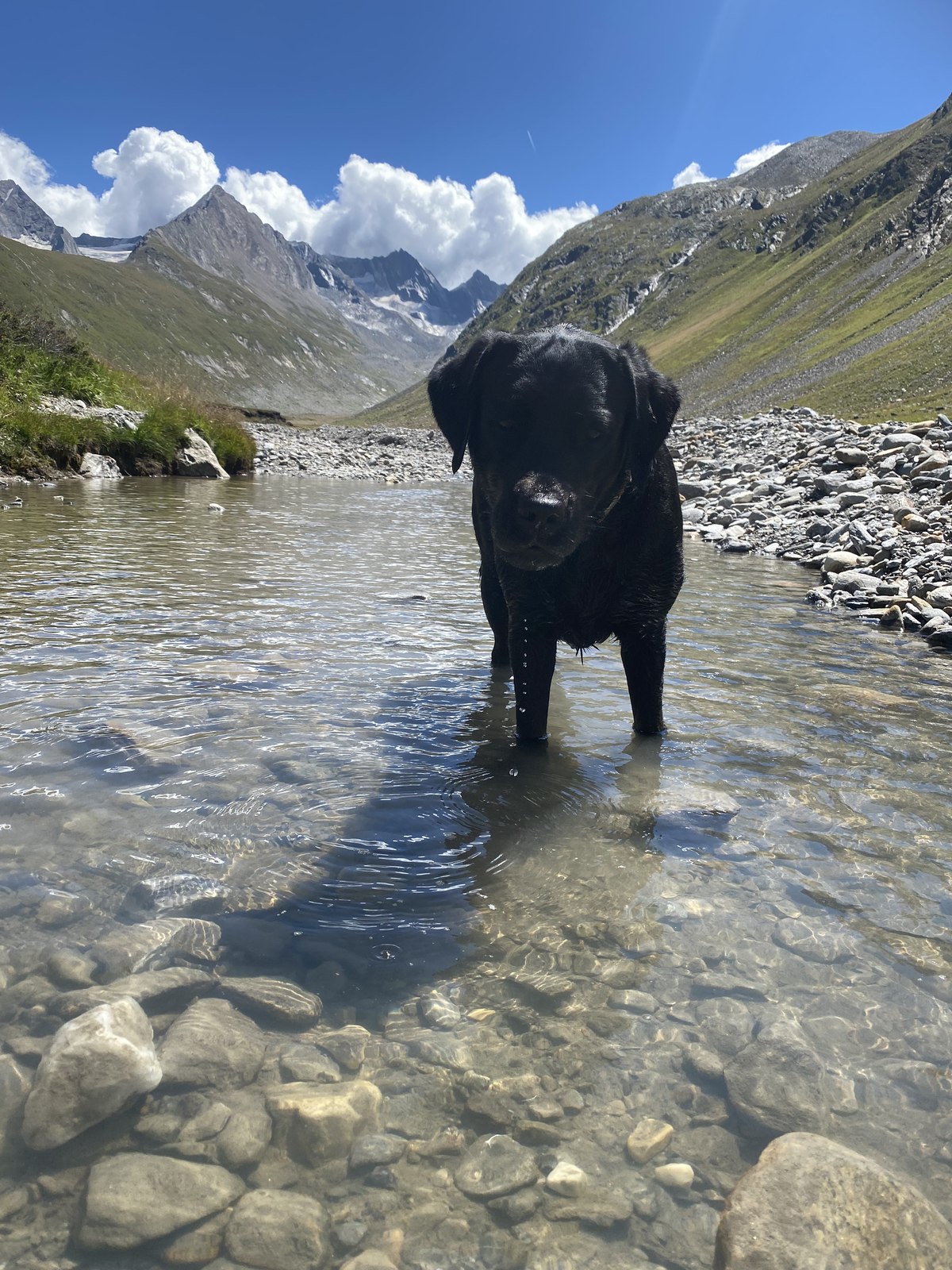 Luna steht in einem klaren Bach in der Tiroler Bergwelt