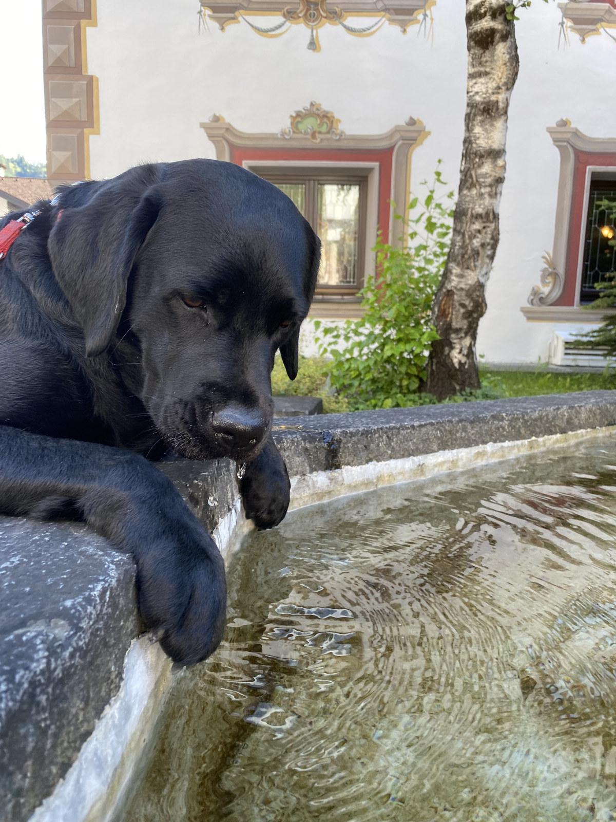Luna an einem Brunnen im Ötztal