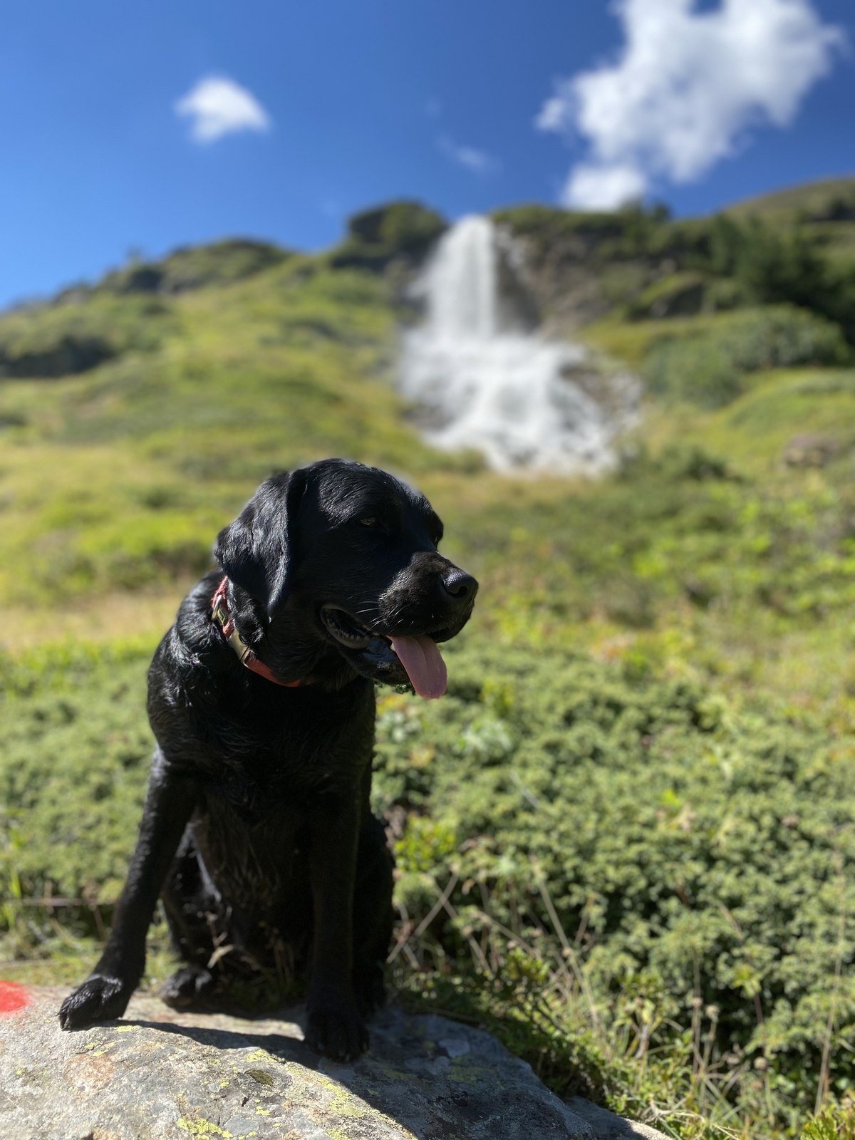 Luna vor einem Wasserfall in der Bergwelt Tirols