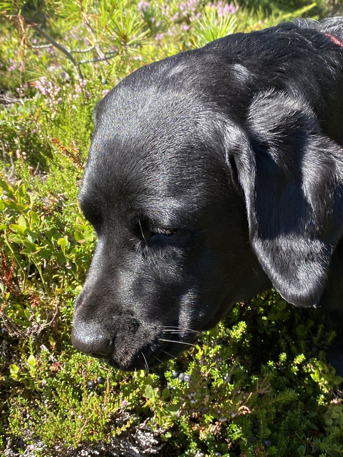 Luna im Gras bei einer Pause im Ötztal