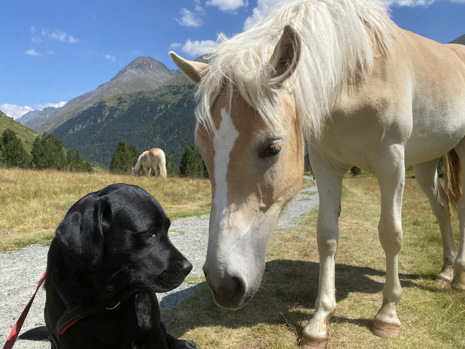 Luna begegnet einem hellen Pferd bei Vent