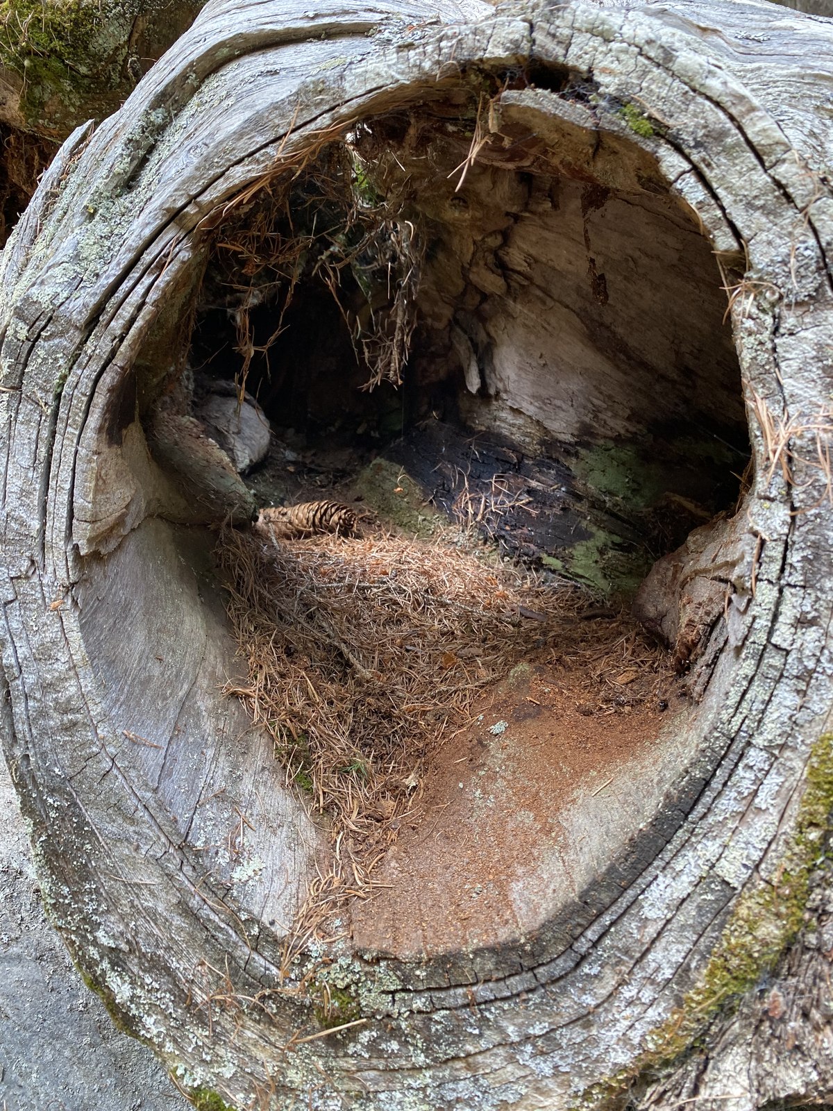 Baumstamm am Wanderweg im Ötztal